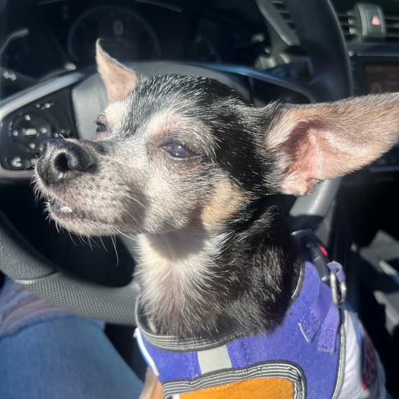 Meet your Posher, Anissa - Picture 1 of 1